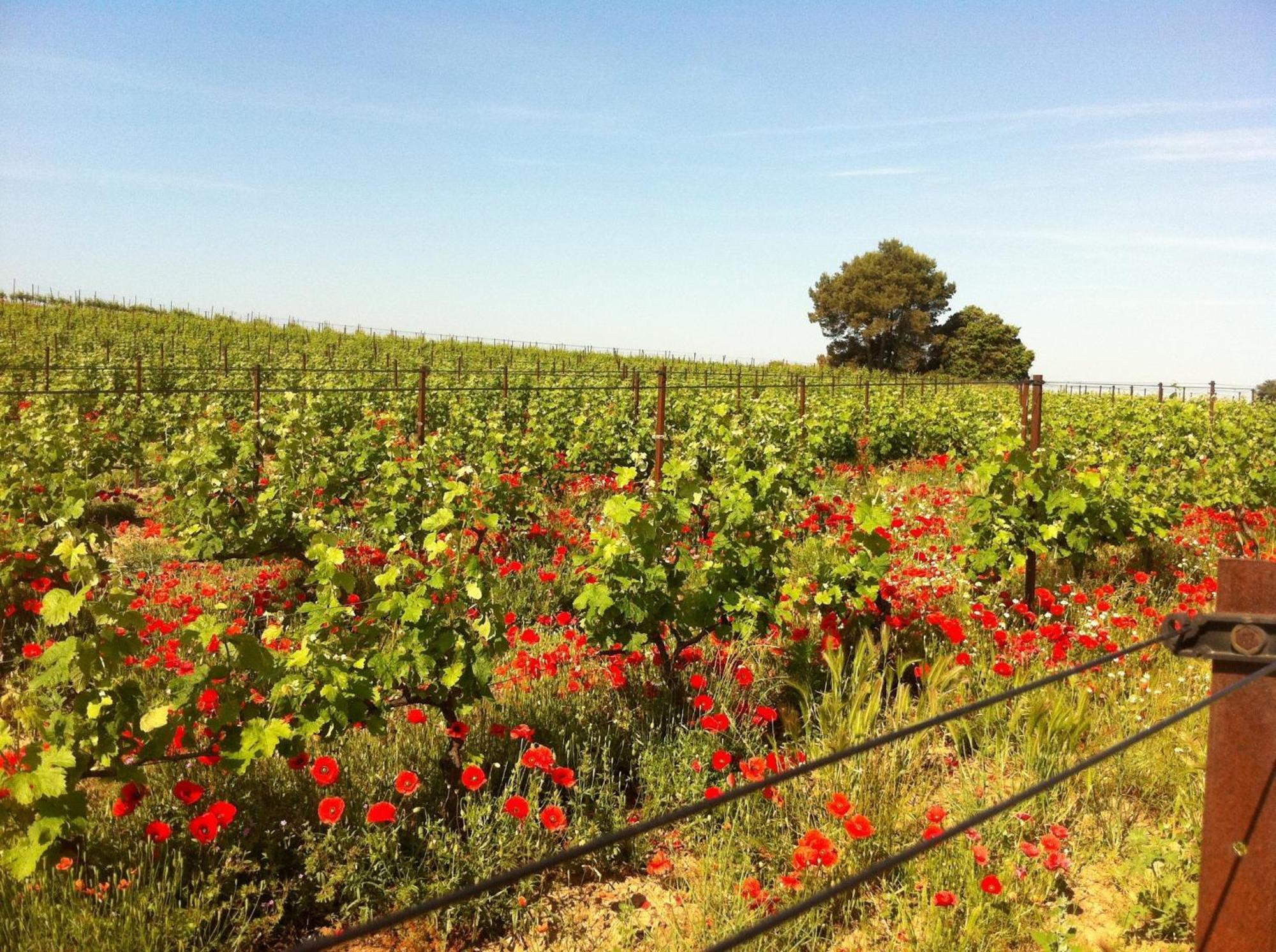 Maison De Margot Peyriac-Minervois Luaran gambar